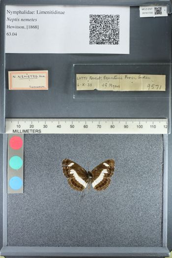 Media type: image;   Entomology 161700